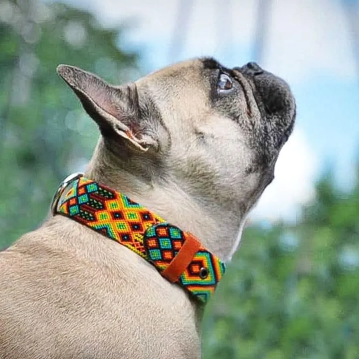 Hundehalsband Suytun